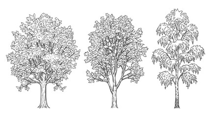 Fototapeta premium Detailed tree sketch set of oak and maple deciduous varieties, hand-drawn in a vintage botanical engraving style for nature and forest design