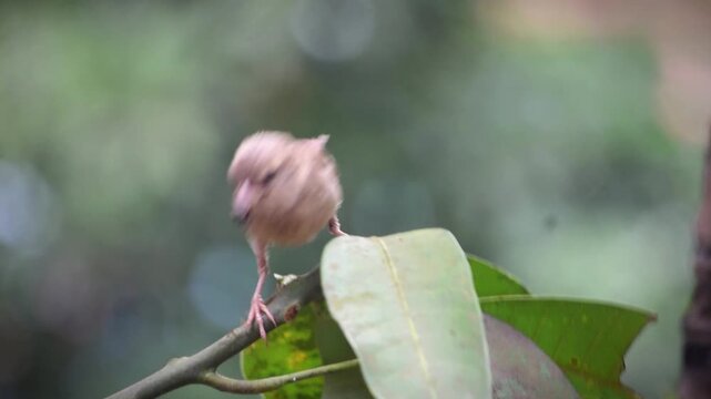 A close-up video of a house sparrow sitting on a twig with a beak full of food.