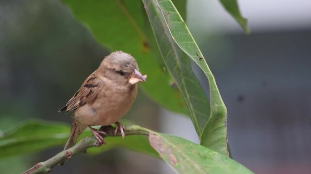 A close-up video of a house sparrow sitting on a twig with a beak full of food.