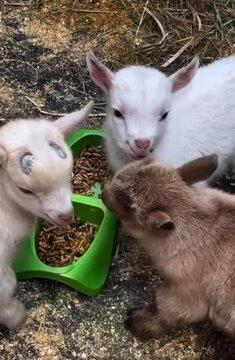 
Cute Baby Goats Eating From Green Bowl on Farm

