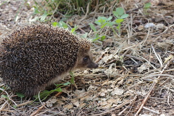Northern white-breasted hedgehog (Erinaceus roumanicus) in a natural outdoor habitat © Виктория Тищенко