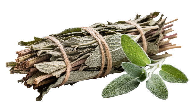 Bundle of dried sage herb tied with twine, with fresh sage leaves