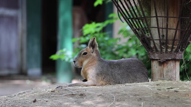 Close-up video of a Patagonian mara lying down and resting calmly in a natural-looking enclosure. The small mammal relaxes near hay and greenery with a soft blurred background.