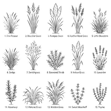 A vintage botanical illustration set of various grass and herbs types like pampas grass, lavender, and rosemary for landscape garden design