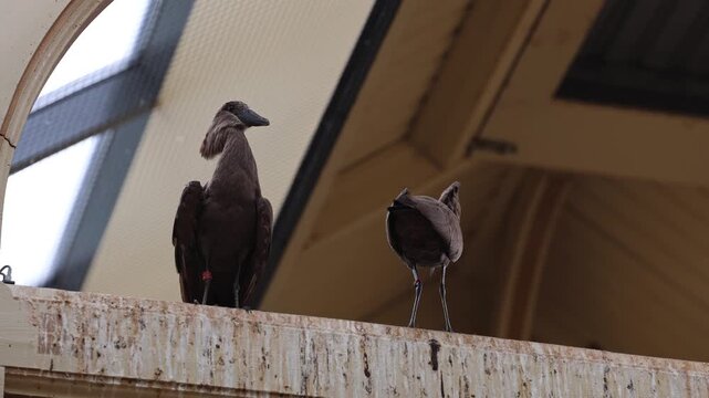 Close-up video of two hamerkop birds standing together and moving their heads up and down. The brown wading birds show natural social behavior while perched in an indoor zoo or aviary environment.
