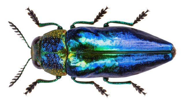 Iridescent metallic jewel beetle with blue and green shell