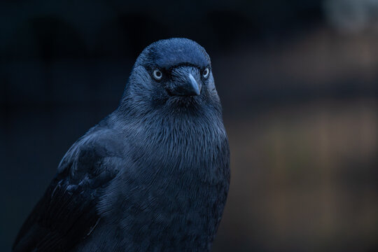 Jackdaw (Corvus monedula) extreme close-up head portrait with direct eye contact against dark background, London, England, UK