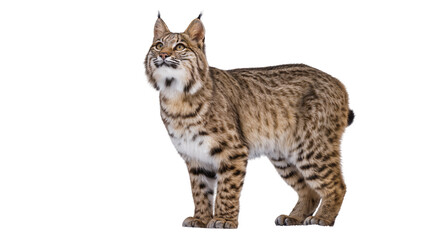 Obraz premium Bobcat standing and looking up with spotted fur and tufted ears