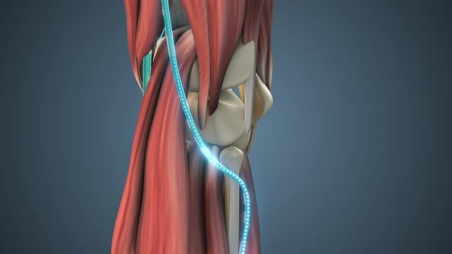 Knee Peripheral Nerve Conduction Pathway