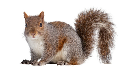 Obraz premium Eastern gray squirrel with bushy tail on white