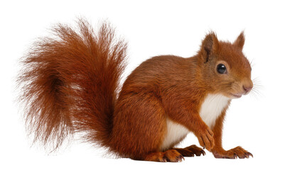 Red squirrel with bushy tail and white chest fur © Emma