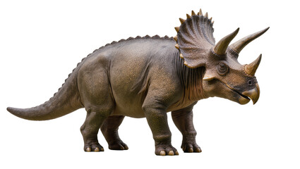 Fototapeta premium Triceratops dinosaur with three horns and bony frill