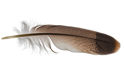 Brown and white bird feather with delicate barbs © Emma