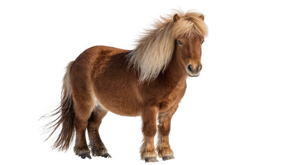 Brown Icelandic horse with long blonde mane standing © Emma
