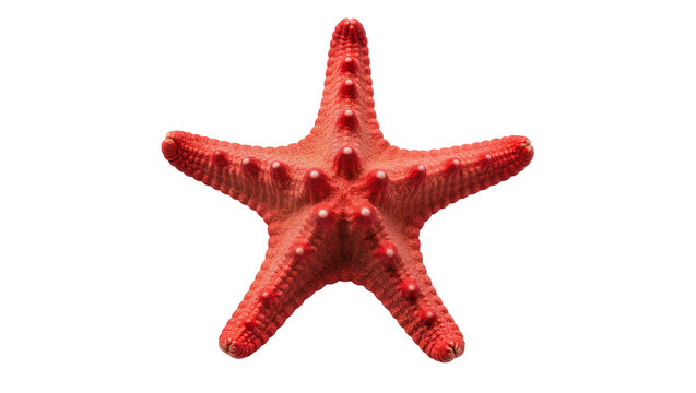 Red starfish with five arms and textured surface