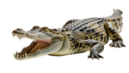 Fototapeta premium Crocodile with open mouth showing sharp teeth and pink tongue