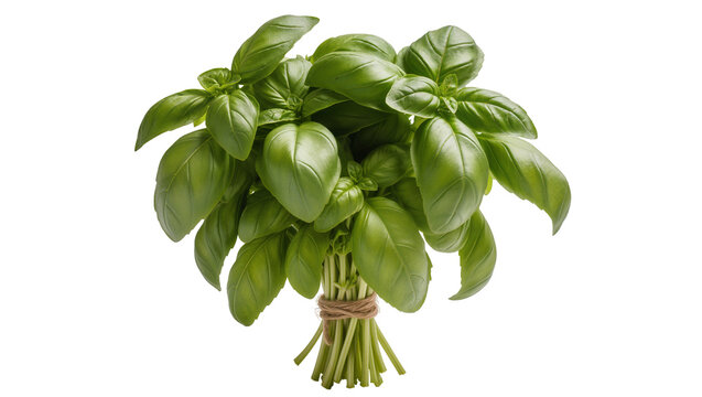 Fresh basil herb bunch tied with twine