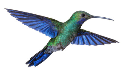 Obraz premium Hummingbird with iridescent green and blue feathers in flight