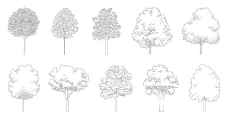 Trees elevation view vector, architectural landscape graphics realistic vegetation symbols © AYAT002