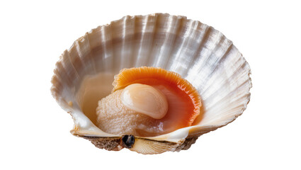Scallop mollusk inside its shell with orange coral © Emma