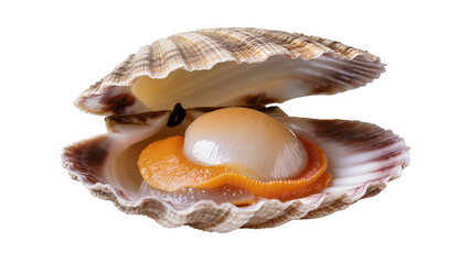 Opened scallop shell with fresh scallop inside © Emma