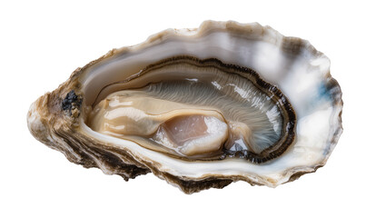 Fresh oyster in shell with glistening meat and liquid © Emma