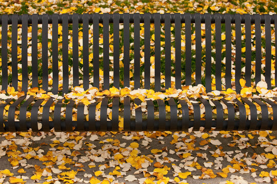 Fallen leaves on a bench, North End Park