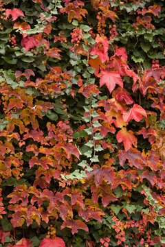 Colorful leaves in a park, North End Park