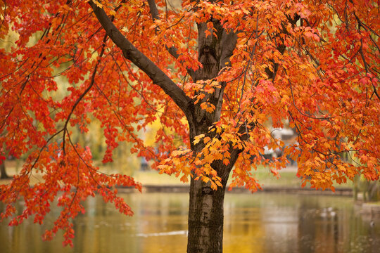 Red Maple tree with the Public Garden in the background