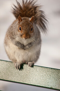 Close-up of a Gray squirrel (Sciurus carolinensis), Boston Common
