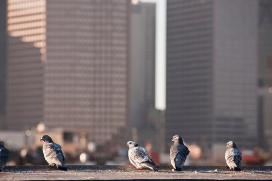 Pigeons perching on a rooftop, North End