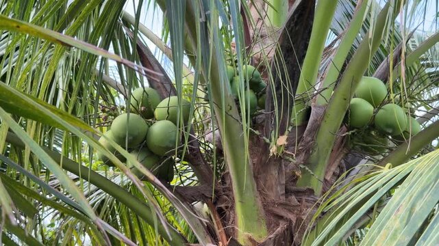 Several green coconuts are positioned between long spreading palm leaves with the tree trunk visible in a dense warm climate agricultural setting. Tropical agriculture.