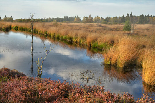 Wanderung im Moor