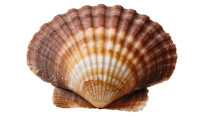 Scallop seashell with brown and white stripes and textured surface © Lukas