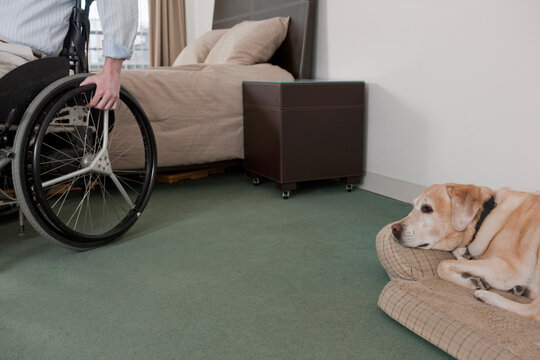 Man in a wheelchair with a Spinal Cord Injury with a service dog on a dog bed