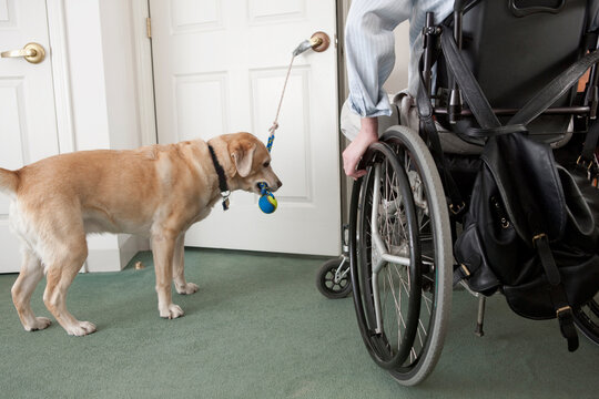 Service dog opening a door for a man in a wheelchair with a Spinal Cord Injury