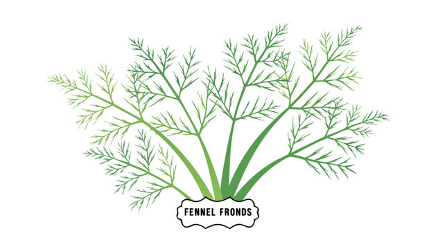 Very beautiful vibrant fennel fronds featuring delicate feathery foliage, fresh green textures, realistic botanical structure, and an elegant decorative label reading "FENNEL FRONDS", isolated on whit