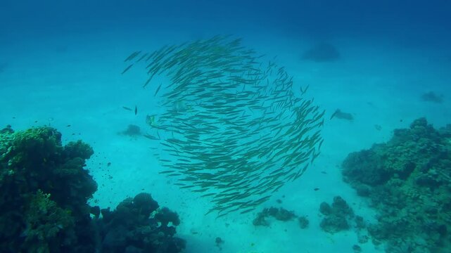 A school of young Yellowtail Barracuda, Sphyraena flavicauda have formed a ball, a pair of large Yellowspotted Trevally, Carangoides fulvoguttatus are hunting them.