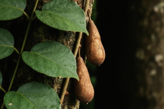 Dioscorea bulbifera plants grow on tree trunks in wild forests. Brown aerial tubers hang from vine stems with large green leaves. This tropical vegetable is edible and used in traditional medicine.