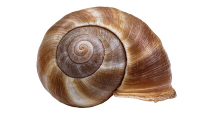 Brown spiral snail shell with textured surface © Lukas