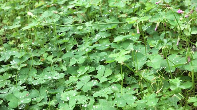 Wet green grass and clover after rain with tiny insects and woodlice
