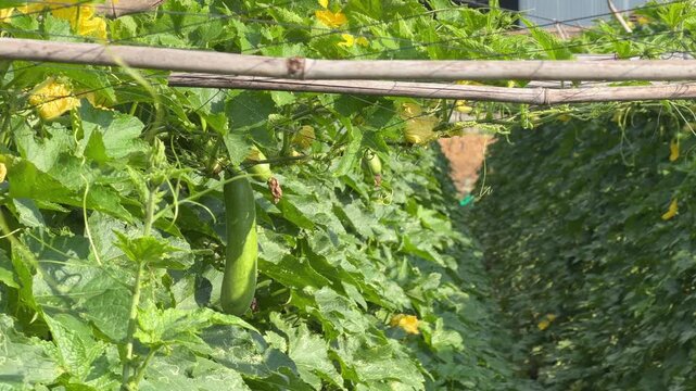 A luffa fruit develops among climbing shoots supported by a bamboo trellis across a dense plantation area showing structured vertical cultivation. Sustainable agriculture.