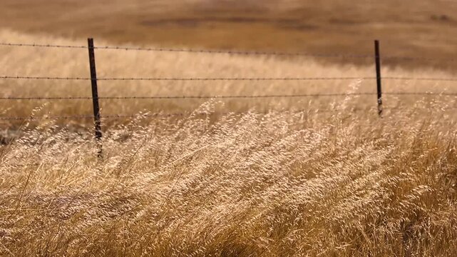 dry field of grass dancing in the wind