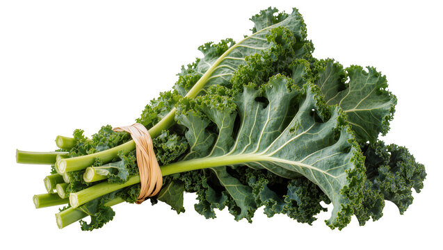 Bunch of fresh curly kale tied with twine