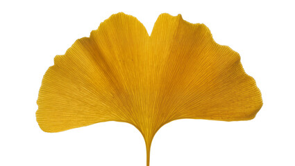 Naklejka premium Golden Ginkgo Biloba Leaf Veined Texture