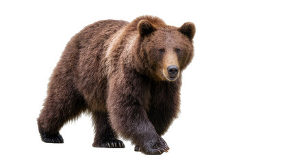 Obraz premium Brown bear walking forward full body, white