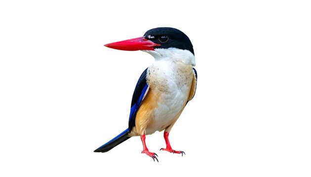 A vibrant kingfisher with a black head, striking red beak, and colorful plumage stands on a blank background