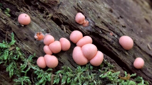 Rosa, kugelf&ouml;rmiger Blutmilchpilz, Lycogala epidendrum im Wald auf Totholz, Schleimpilz
