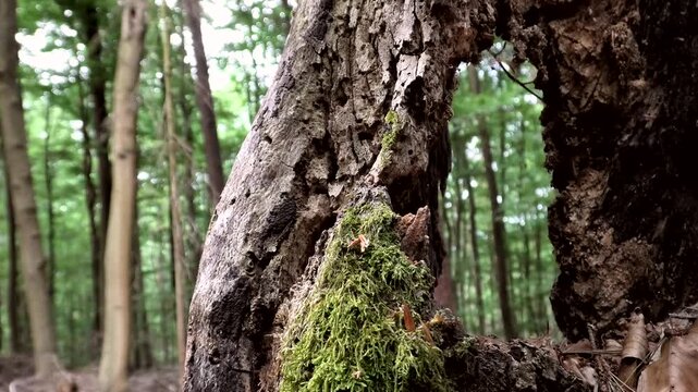 Alter Baum, Totholz mit Loch, Verg&auml;nglichkeit, Zersetzung