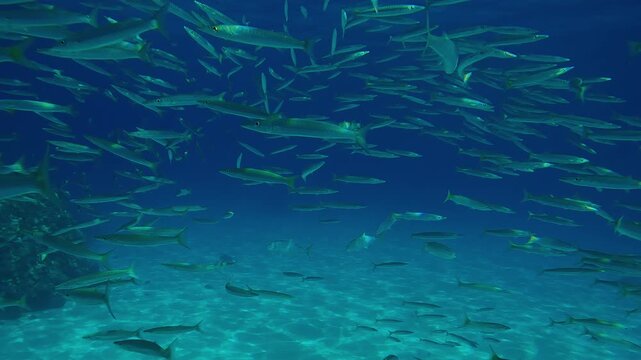 Close-up of a school of Yellowtail Barracuda swimming in the blue water over a sandy seabed in bright midday sunlight, approached from below by three Yellowspotted Trevally.